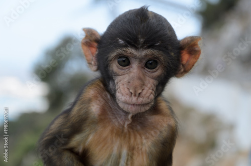 Fotografie Close Up Portrait of a Barbary Macaque Looking at Camera
