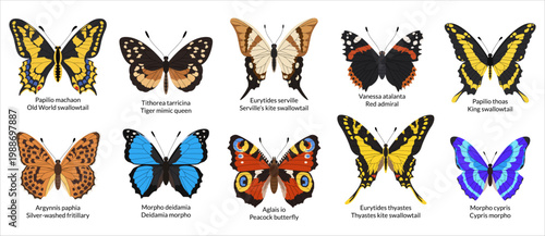 Tropical and European colorful butterflies set. Scientific collection of butterflies with Latin names. White background.