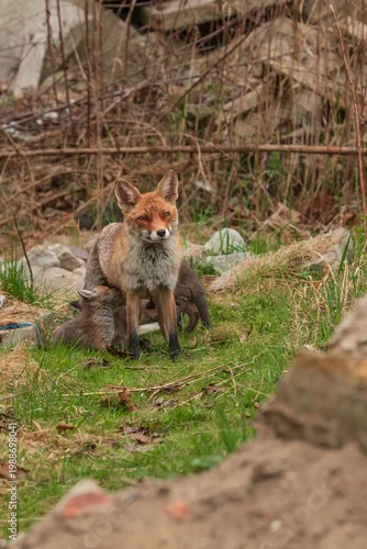 Fototapeta Lisica ruda z młodymi szczeniętami w parku miejskim w Warszawwie