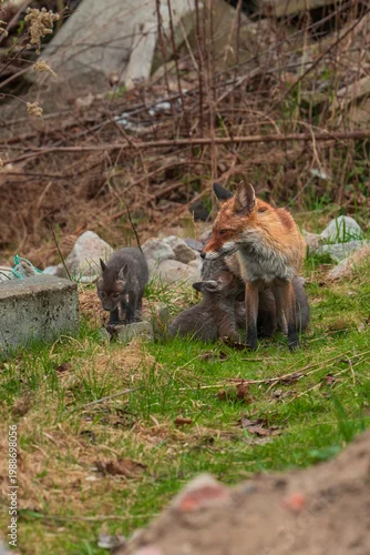 Fototapeta Lisica ruda z młodymi szczeniętami w parku miejskim w Warszawwie