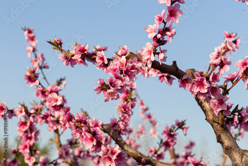 Pink peach blossom branch on blue sky background