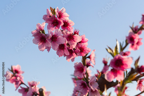 Pink peach blossom branch on blue sky background
