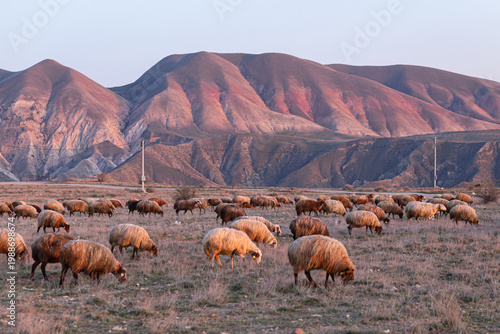 Flock of sheep and a ram against the backdrop of mountains at sunset in Armenia
