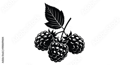 A black and white illustration depicts a cluster of ripe blackberries with a single leaf