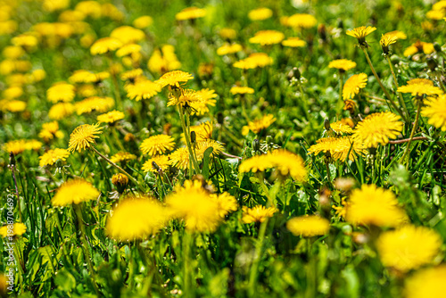 Champs de pissenlits 3