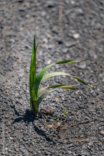 Herbe parmi le gravier
