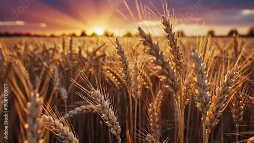 Golden Wheat Field At Sunset With Sun Rays Shining Through The Stalks In Warm Sunlight