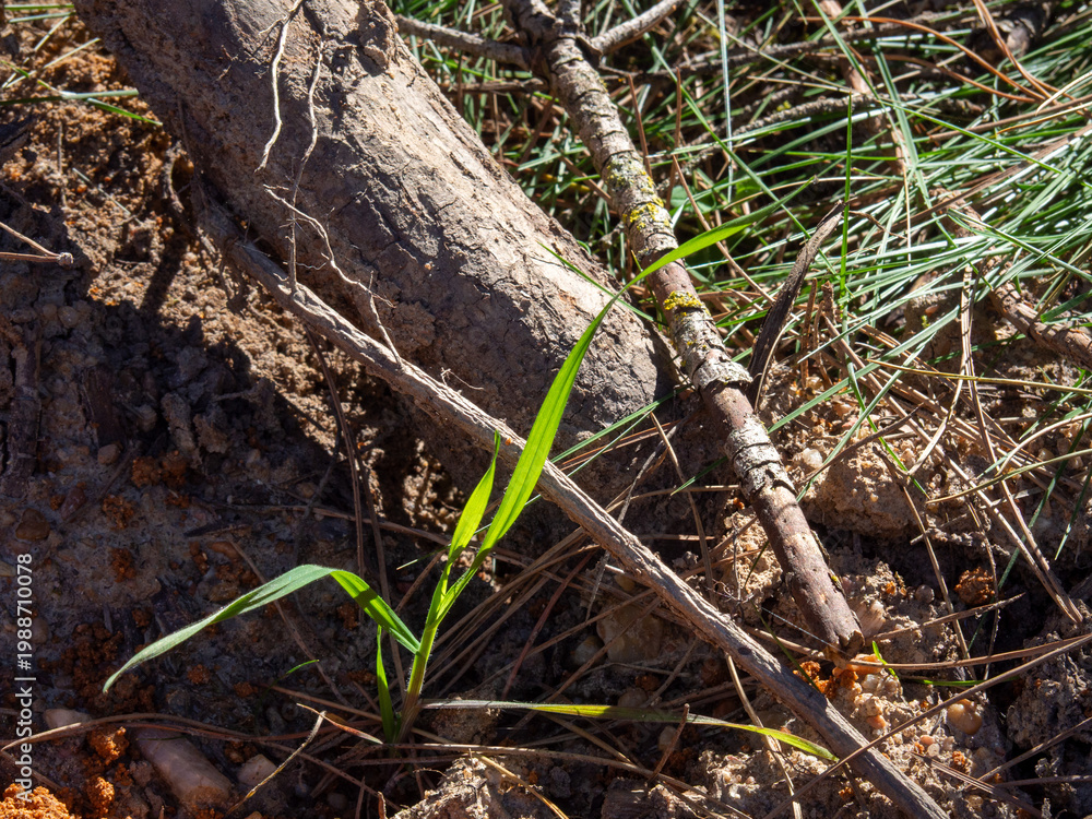 Fototapeta premium Green plant sprout growing resiliently from dry earth. Resilence conept