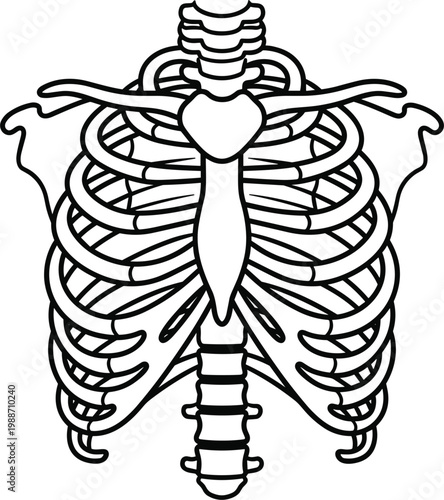 Human rib cage vector line art with sternum and clavicle bones isolated on white background for medical graphic design
