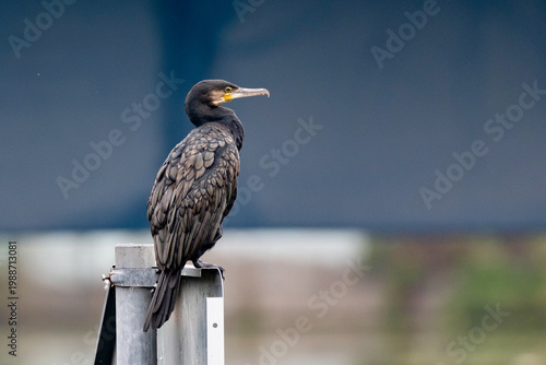 Great cormorant sitting on a post against blue background