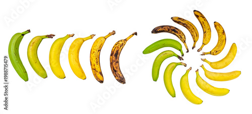 Foto Banana Ripeness Cycle, A colorful display of bananas showing their ripening stag