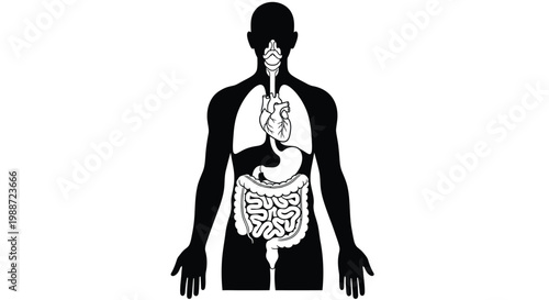 Human body silhouette with internal organs visible for medical illustration purposes