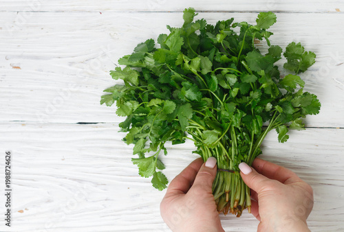 Fresh raw Organic cilantro bunch  on wooden background, vegetarian and vegan food, source of vitamins. Selective focus