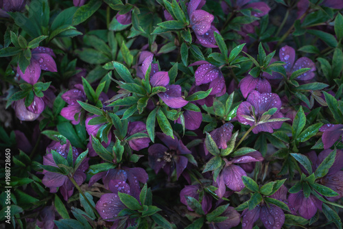 Fotografi Purple hellebore flowers blooming with water drops