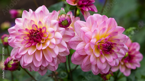 Canvastavla Lush pink dahlia flowers