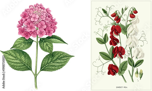 Vintage Botanical Hydrangea and Sweet Pea Flower Illustration Set with Pink, Red, and White Blooms for Nature and Floral Decoration Designs