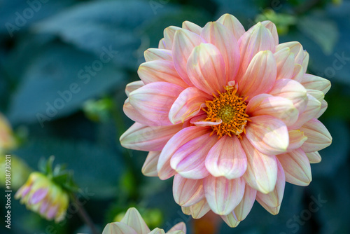 Bilde på lerret Gorgeous dahlias on a natural background