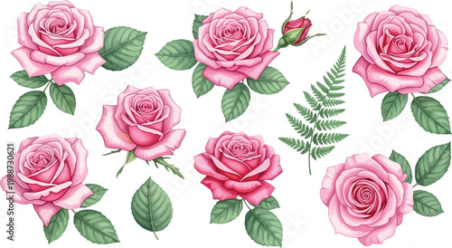 Soft Pink Rose and Fern Botanical Collection with Buds and Green Leaves in Watercolor Style for Wedding, Invitations, and Floral Designs