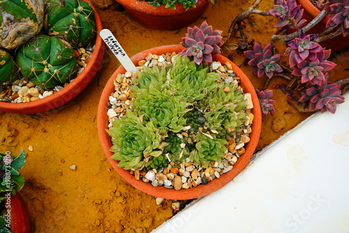 Small cacti and succulents in small pots in a group