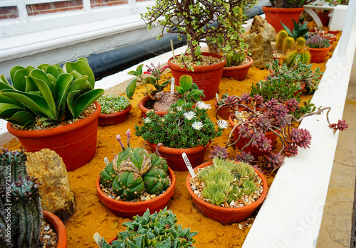Small cacti and succulents in small pots in a group