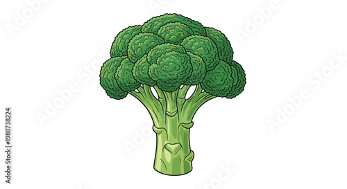 Fresh, vibrant head of green broccoli florets and a sturdy stem is proudly displayed, representing a healthy and nutritious vegetable.