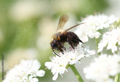 Foto European dark bee or German black bee on white grass flower, Apis mellifera mell