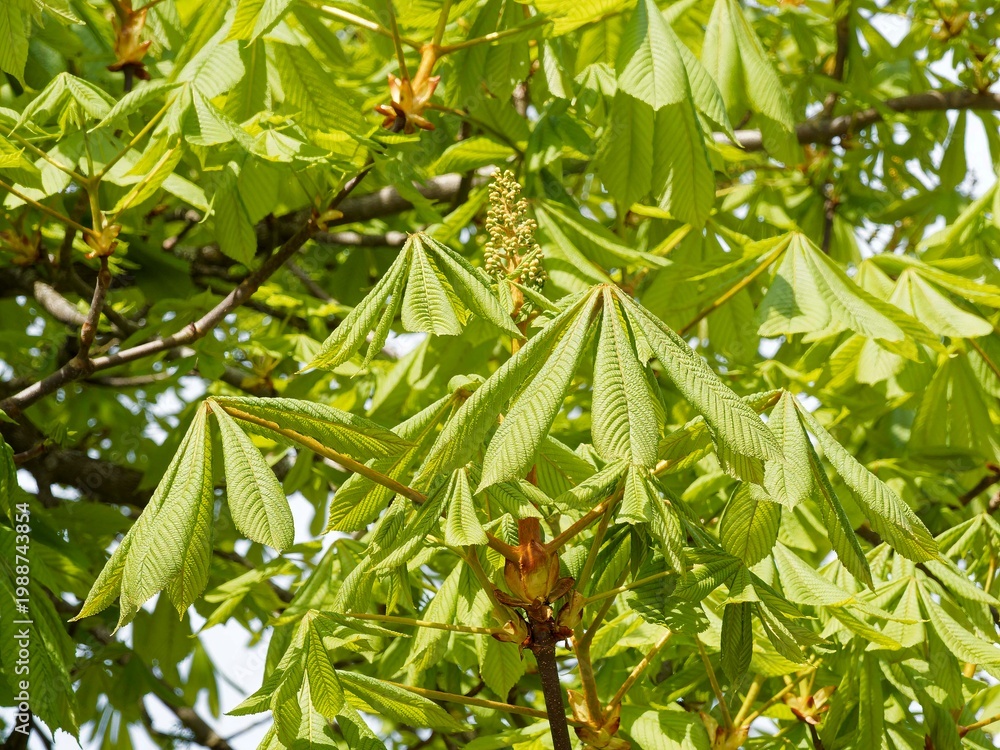 Fototapeta premium (Aesculus hippocastanum) European horsechestnut, robust tree with spreading habit and large palmate leaves.Spring flowering in panicles of white or pink flowers, depending on the variety