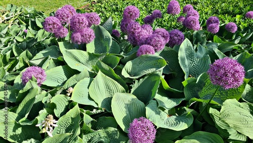 Beautiful multi-colored flowers in flowerbeds and along alleys in city park during summer season