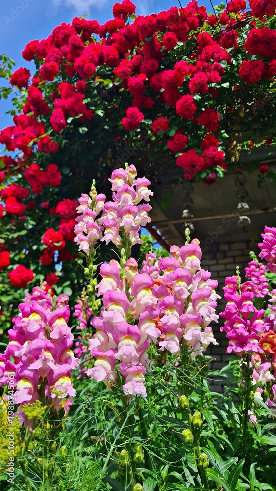 Obraz premium Beautiful multi-colored flowers in flowerbeds and along alleys in city park during summer season