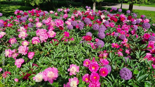Beautiful multi-colored flowers in flowerbeds and along alleys in city park during summer season