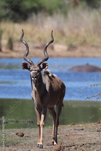 Obraz na plátně Kudu by water