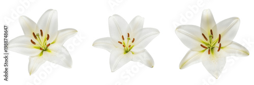 Fotografija Set of Beautiful Single White Lily Flower Blossom Isolated on White Background,