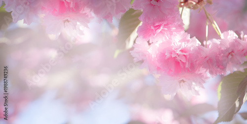 Japanese Sakura tree blossom, flower with pink petals blooming in spring fabulous garden, mysterious fairy tale springtime floral dreamy background with cherry bloom, beautiful tranquil nature banner.