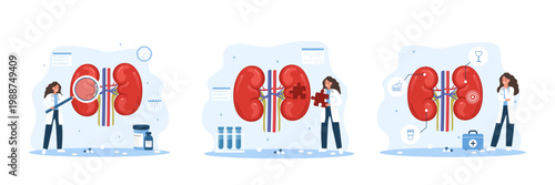 Human kidney. Disease diagnosis and treatment by specialist for healthcare and medicine. Set of vector illustration.
