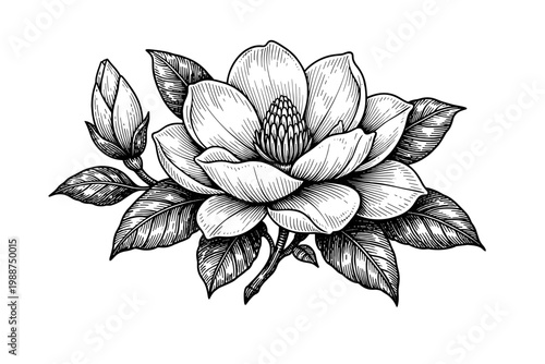 Detailed vintage botanical illustration of a blooming magnolia flower with a bud and leaves, hand-drawn black and white line art vector, elegant floral engraving for wedding design and decor.