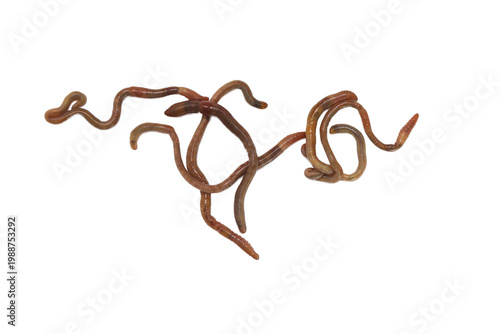 Brown worms twist across a clean white background
