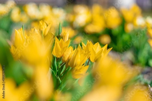 A close-up view of yellow tulips in bloom with soft bokeh, vibrant green leav...