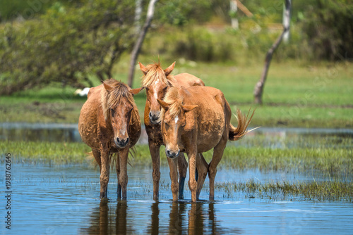Wild horses and their offspring wading through shallow lake water in a lush, green landscape