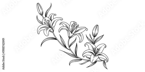 Elegant hand-drawn sketch of blooming lily flowers with buds on a single curved stem. Vector, illustration