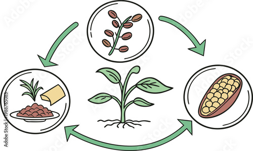 Cocoa plant life cycle illustration