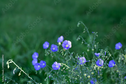Фотография Wild Blue Flax Bathed In Drops Of Sunlight