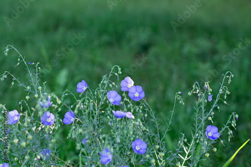 Wild Blue Flax Bathed In Drops Of Sunlight