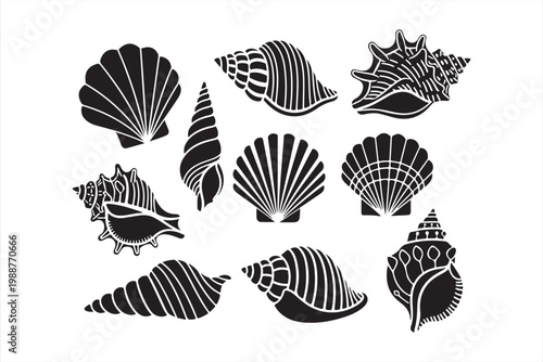 Black and white seashell collection a nautical illustration