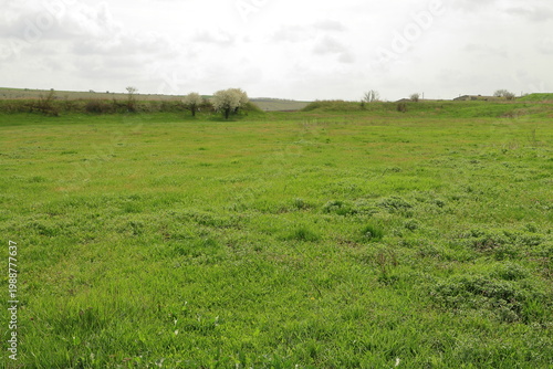 Billede på lærred A grassy field with trees in the background