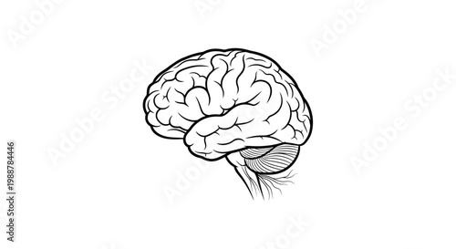 Human Brain Anatomy Drawing, Medical Illustration, Neuroscience Concept