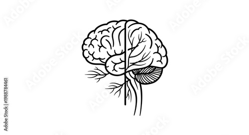 Human Brain Anatomy Illustration, Neural Network, Medical Concept