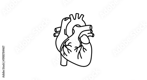 Minimalist Line Art Illustration of Human Heart Anatomy