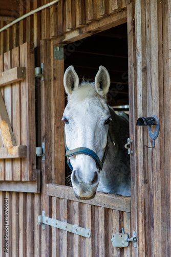 Quadro su tela Serene White Horse In Stable