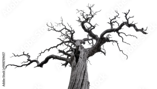 Foto Gnarled dead tree trunk with twisted branches, isolated on transparent backgroun