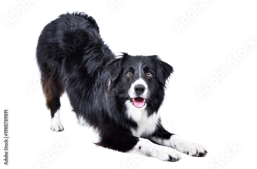 Funny Border Collie dog stretching isolated on white background